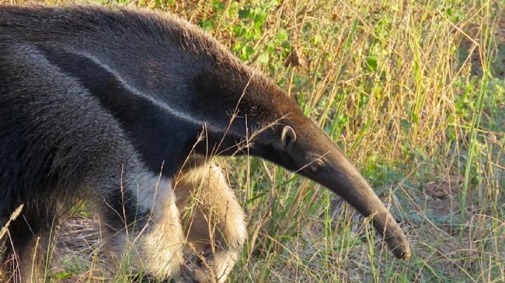 Dónde queda el Parque Nacional que parece la sabana africana