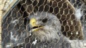 Foto ilustrativa de la nota titulada: Intentaron vender un águila en peligro de extinción