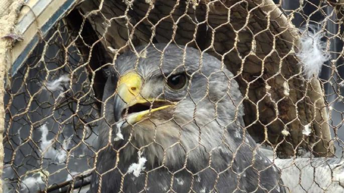 Intentaron vender un águila en peligro de extinción