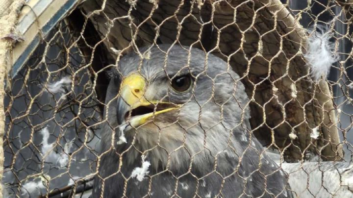 Intentaron vender un águila en peligro de extinción