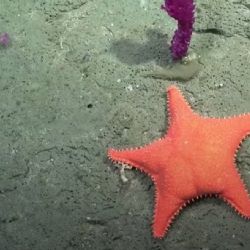 El Conicet explora el Cañón Submarino de Mar del Plata y lo transmite en vivo