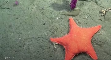 El Conicet explora el Cañón Submarino de Mar del Plata y lo transmite en vivo