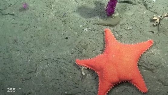 Por qué las estrellas de mar parecen tener "cola"