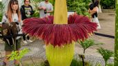 Foto ilustrativa de la nota titulada: ¿Es posible cultivar la flor más apestosa del mundo?: detalles de este desafío