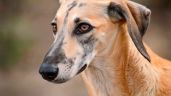 Foto ilustrativa de la nota titulada: Sloughi, la raza de perros ancestral que está al borde de la extinción 
