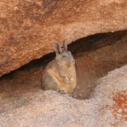 Un tesoro nacional: el Parque Nacional con vicuñas y cóndores