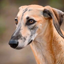 Sloughi, la raza de perros ancestral que está al borde de la extinción 
