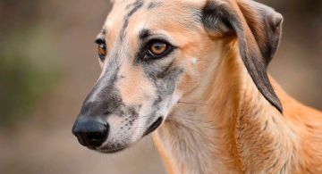 Sloughi, la raza de perros ancestral que está al borde de la extinción 
