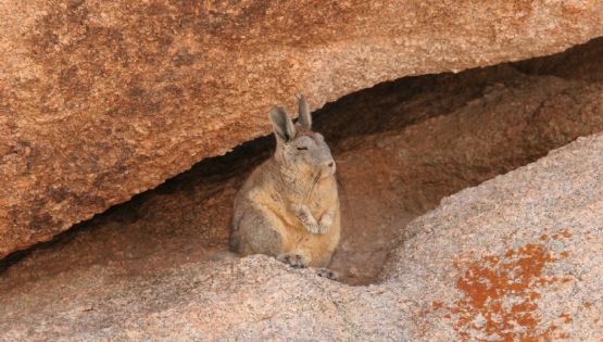 Un tesoro nacional: el Parque Nacional con vicuñas y cóndores