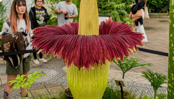 ¿Es posible cultivar la flor más apestosa del mundo?: detalles de este desafío