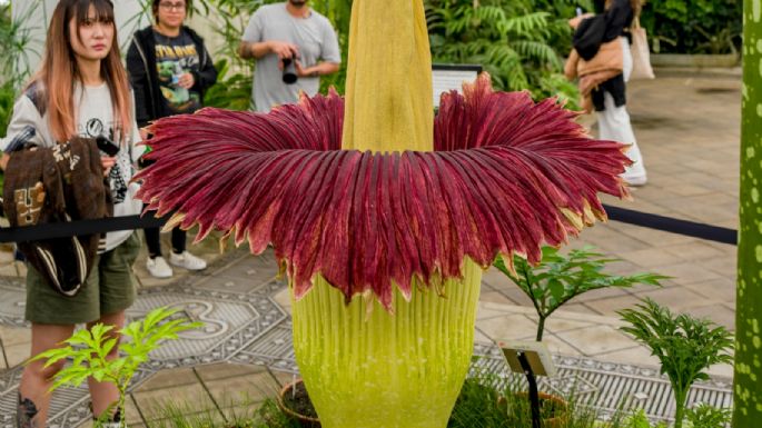 ¿Es posible cultivar la flor más apestosa del mundo?: detalles de este desafío