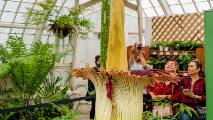 ¿Es posible cultivar la flor más apestosa del mundo?: detalles de este desafío