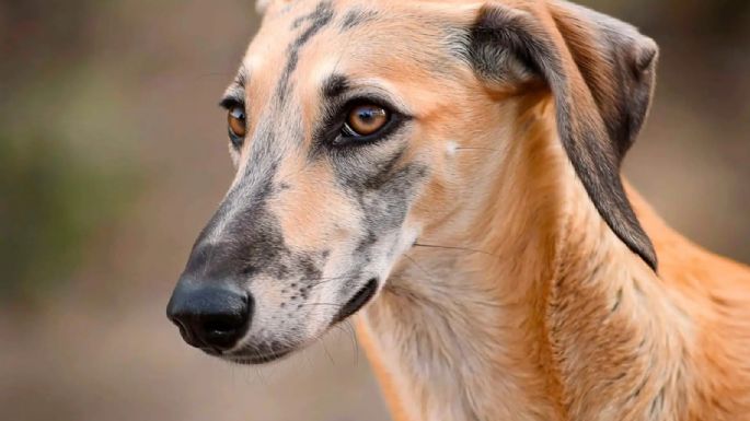 Sloughi, la raza de perros ancestral que está al borde de la extinción 