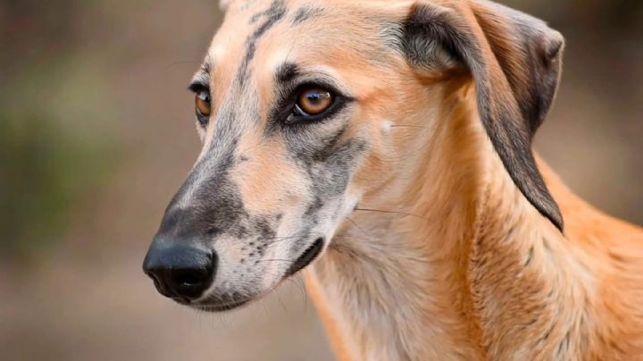 Sloughi, la raza de perros ancestral que está al borde de la extinción 