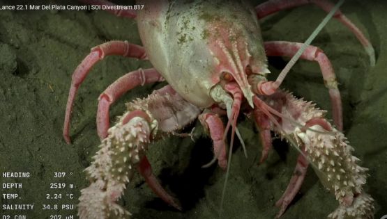 Las impresionantes criaturas que encontró el Conicet en Mar del Plata