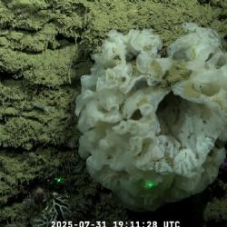 El streaming del Conicet desde el fondo del mar, entre los tres más vistos de Argentina 