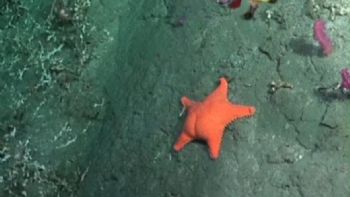 Científicos de la UBA realizarán una nueva expedición en el Mar Argentino