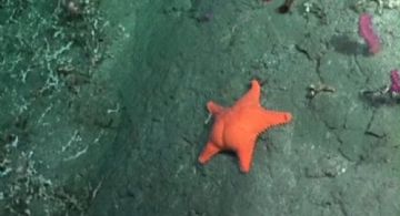 La estrella de mar "culona" que es furor en las redes