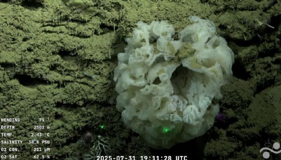 El streaming del Conicet desde el fondo del mar, entre los tres más vistos de Argentina 