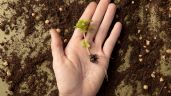 Foto ilustrativa de la nota titulada: El truco para germinar semillas mucho más rápido
