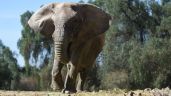 Foto ilustrativa de la nota titulada: Kenya, la última elefante del ex Zoo, viaja a Brasil 