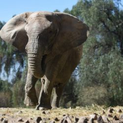 Kenya, la última elefante del ex Zoo, viaja a Brasil 