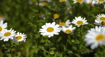 Cultivar manzanilla desde un saquito: el secreto para tu jardín y bienestar