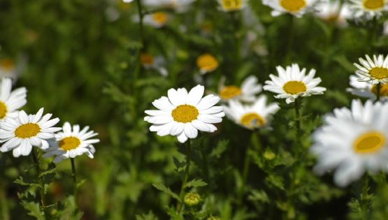 Cultivar manzanilla desde un saquito: el secreto para tu jardín y bienestar