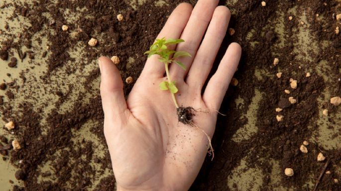 El truco para germinar semillas mucho más rápido