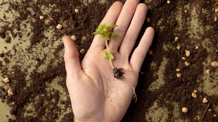El truco para germinar semillas mucho más rápido