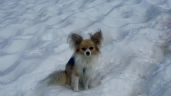 Foto ilustrativa de la nota titulada: Un chihuahua salvó a su dueño de una muerte segura tras caer 8 metros en un glaciar