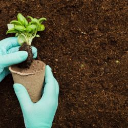 A tiempo: es hora de pensar en la huerta de verano