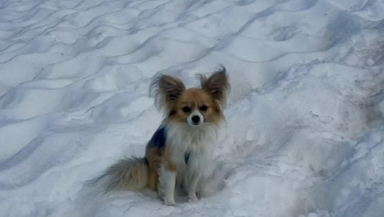 Un chihuahua salvó a su dueño de una muerte segura tras caer 8 metros en un glaciar