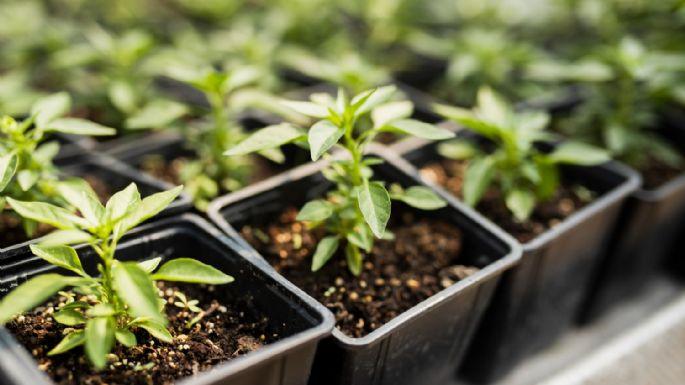 A tiempo: es hora de pensar en la huerta de verano