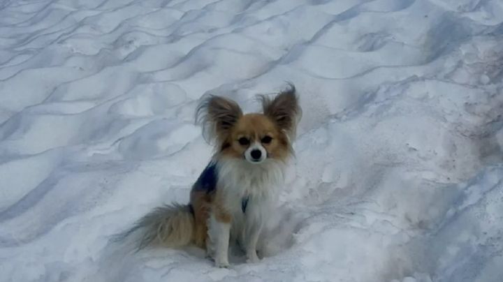 Un chihuahua salvó a su dueño de una muerte segura tras caer 8 metros en un glaciar