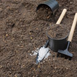 Cenizas en el jardín: un fertilizante natural para tus plantas