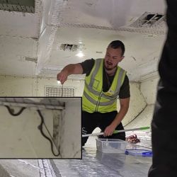 Suspendieron un vuelo tras encontrar una serpiente a bordo 