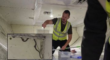 Suspendieron un vuelo tras encontrar una serpiente a bordo 