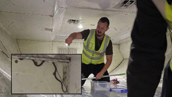 Suspendieron un vuelo tras encontrar una serpiente a bordo 