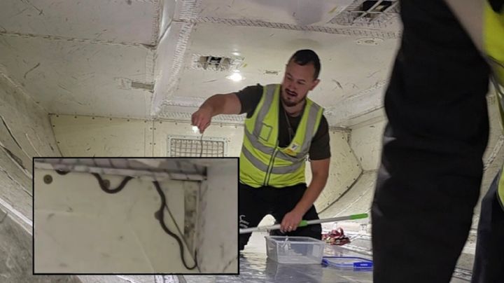 Suspendieron un vuelo tras encontrar una serpiente a bordo 