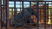 Foto ilustrativa de la nota titulada: La elefanta Kenya llegó al santuario de Brasil 
