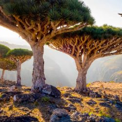 Socotra: la isla paradisíaca que parece de otro planeta