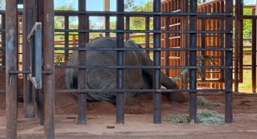 Piden informes sobre la muerte de la elefanta Kenya en el santuario de Brasil