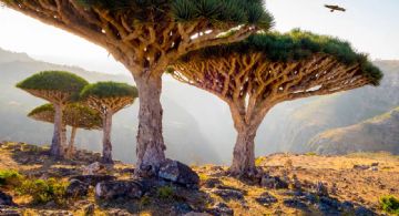 Socotra: la isla paradisíaca que parece de otro planeta