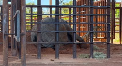 Piden informes sobre la muerte de la elefanta Kenya en el santuario de Brasil