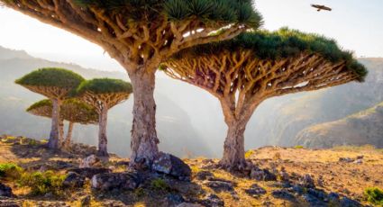 Socotra: la isla paradisíaca que parece de otro planeta
