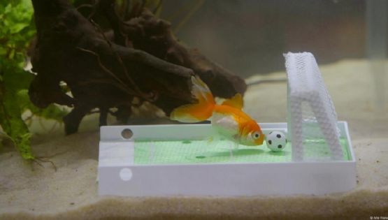 La sorprendente inteligencia de los peces
