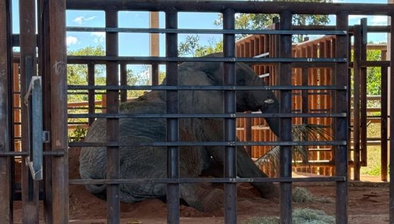 La elefanta Kenya llegó al santuario de Brasil 