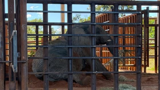 La elefanta Kenya llegó al santuario de Brasil 