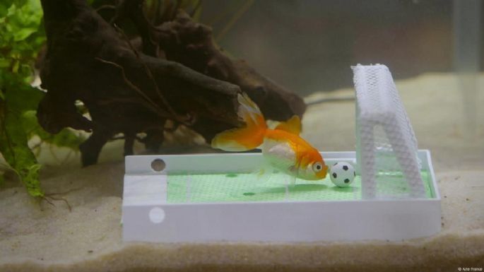 La sorprendente inteligencia de los peces